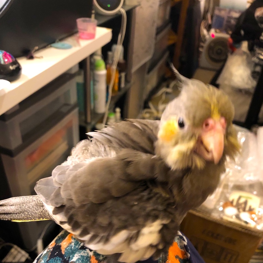 Priceless Fluff Ball